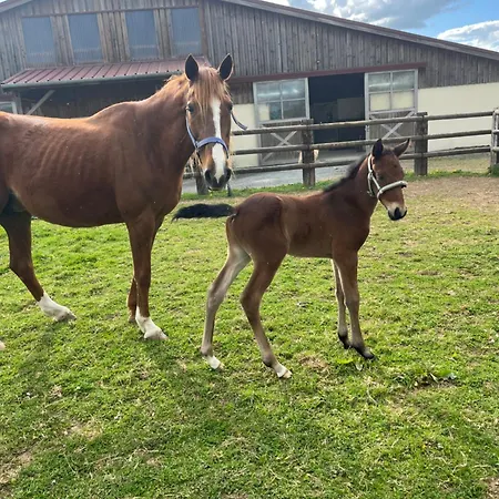 Maison Au Haras Ferienhaus *