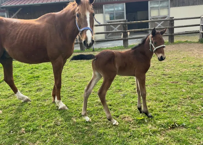 Maison Au Haras Сasa de vacaciones *