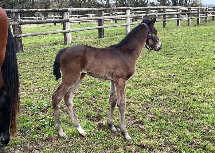 Сasa de vacaciones Maison Au Haras